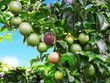 HNG: Niềm tin “cây trái đơm bông” có thành hiện thực?