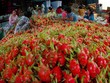 Thanh long tươi đang trở thành mặt hàng xuất khẩu chủ lực của trái cây Việt