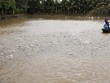 Ngành nguyên liệu thức ăn chăn nuôi: Không gian tăng trưởng rộng