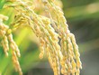 Hơn 100 công ty đã về đích sớm