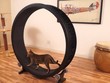 One Fast Cat: Chiếc lồng tập thể dục cho chú mèo cưng của bạn