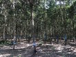 Sau khi trồng cây cao su, HAGL đã rút ra được những bài học quản trị để áp dụng vào hiện tại