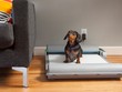 BrilliantPad, thiết bị dọn dẹp chất thải của thú cưng 