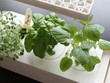 Vườn thảo mộc thông minh - Smart Herb Garden