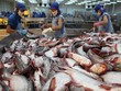 Giá nguyên liệu đầu vào tăng cao là một trong những lý do khiến lĩnh vực chế biến, xuất khẩu cá tra gặp nhiều khó khăn trong năm 2017 
