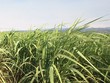 Cơ hội nào cho ngành mía đường Việt Nam?