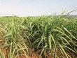 Để giảm được giá nguyên liệu, các nhà máy bắt đầu từ việc hỗ trợ người nông dân giống tốt, từ đó tăng năng suất