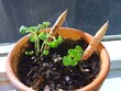 Sprout Pencil, chiếc bút chì có thể này mầm thành cây khi được cắm xuống đất