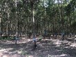 Mảng cao su của HAGL đang gặp bất lợi khi giá cao su thiên nhiên trên thị trường thế giới có dấu hiệu đi xuống