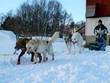 Trải nghiệm dịch vụ chó Husky kéo xe trên tuyết ở vùng Bắc Cực