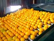 Dây chuyền tự động phân loại cam sau thu hoạch ở Trung Quốc