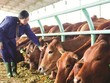 Đàn bò bầu Đức từng tuyên bố nuôi đến hàng trăm nghìn con giờ ra sao?
