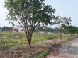 Giao dịch đất phân lô tại các đặc khu tương lai trở nên trầm lắng hơn