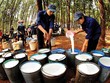 Kế hoạch doanh thu và Kl99 nổ hũ cao mà GVR đề ra phụ thuộc nhiều vào mặt bằng giá cao su trong thời gian tới