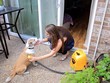 PetScrub: Máy tắm thú cưng không cần nước