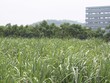 SLS: Kl99 nổ hũ giảm mạnh
