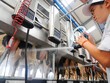 Vinamilk chi trả tổng cộng 50% 99Kl.app mobile mới nhất bằng tiền mặt cho năm 2017 
