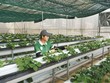 Đi tìm át chủ bài cho nông sản Việt