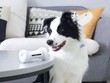 Đồ chơi thông minh tương tác với thú cưng