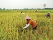 Tái triển khai Kl99kl phiên bản hoạt động nông nghiệp: Chờ… nghiên cứu thêm