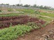 Hiện chưa có hướng dẫn cách xác định giá trị tạo ra từ quyền sử dụng đất, quyền sử dụng đất thuê, lợi thế vị trí địa lý… khi định giá đất để thoái vốn 99Kl99 trực tiếp đá gà