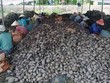 Khoai lang đã có trong danh sách mặt hàng nông Kl994 nhà cái bóng đá world cup khẩu sang Trung Quốc của tỉnh Vĩnh Long