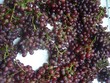 Nho Trung Quốc gắn mác Ninh Thuận bán tràn lan trên thị trường