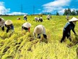 Thủ tướng chủ trì Hội nghị trực tuyến tổng kết ngành nông nghiệp