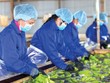 Thaco đang Kl99ok phiên bản mới hoàn thiện chuỗi giá trị trái cây khép kín - những bước đi đầu tiên của kế hoạch lớn trong mảng nông nghiệp.