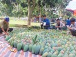 Xoài là một trong những loại nông sản mang lại giá trị xuất khẩu cao của Việt Nam.