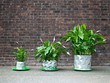 Chậu cây origami có thể lớn theo từng giai đoạn phát triển của cây