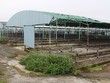 Hoang tàn dự án nuôi bò của Công ty Bình Hà tại Hà Tĩnh - Ảnh: VĂN ĐỊNH