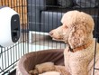 Thiết bị giúp bạn quan sát và yêu thương thú cưng từ xa