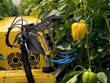 Robot biết nhận diện quả chín và thu hoạch ớt trong môi trường nhà kính