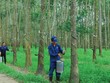 GVR đặt mục tiêu chuyển niêm yết lên HOSE trong năm nay