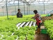 Nông nghiệp là mảng khởi nghiệp rất triển vọng.