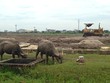 Khu công nghiệp Mỹ Trung (Nam Định) đang bỏ hoang, lãng phí gần 100 ha đất lúa.