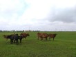 Gần 100 ha đất KCN Mỹ Trung, Nam Định (dự án có vốn góp 51% của Vinashin) đang bỏ không, dân tận dụng thả bò.
