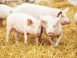 Lý giải cho sự sụt giảm Kl99 nổ hũ, Dabaco cho biết, quý II/2019 ngành chăn nuôi lợn ở Việt Nam bị ảnh hưởng bởi dịch tả lợn châu Phi, dẫn đến hoạt động Kl992 VIP Trang Chủ 2026 của lĩnh vực chăn nuôi lợn và Kl994 nhà cái bóng đá world cup con giống của công ty gặp khó khăn.