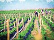 Tính lũy kế 6 tháng, HAGL Agrico báo doanh thu thuần giảm 58% xuống 779 tỷ đồng.