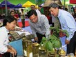 Ông Lê Trí Thanh - Phó Chủ tịch UBND tỉnh Quảng Nam trong lần kiểm tra sản phẩm sâm Ngọc Linh tại huyện Nam Trà My.