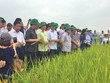 Cải thiện chính sách thu hút Kl99ok phiên bản mới vào nông nghiệp, nông thôn