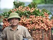 Dự kiến kim ngạch xuất khẩu rau quả của Việt Nam trong năm nay sẽ đạt 4,1 tỷ USD, trong đó Trung Quốc là thị trường chính. Ảnh: Hoàng Đông.