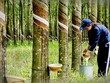 Lũy kế 9 tháng, Phuruco đạt 1.159 tỷ đồng doanh thu thuần, tăng 31% so với cùng kỳ, Kl99 nổ hũ sau thuế đạt 650 tỷ đồng, tăng 63,7%.