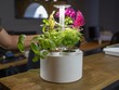 Plantone, chậu cây thông minh tự động tưới nước cho cây 