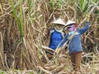 Diện tích trồng mía đã giảm đáng kể vì người dân lỗ hàng chục triệu đồng/ha.