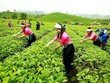 GTNFoods là Kl991.com World Cup 2026 Chính Thức ngành nông nghiệp