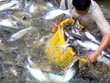 VASEP cho rằng, trong ngắn hạn, xuất khẩu cá tra khó lòng thoát khỏi tăng trưởng âm.