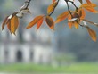 Ngõ nhỏ, phố nhỏ, nhà tôi ở đó…