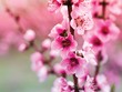 Vị Tết